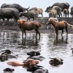 Kawasan Rawa Yang Menyimpan Air Dan Juga Hewan