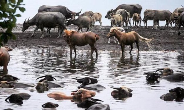 Kawasan Rawa Yang Menyimpan Air Dan Juga Hewan