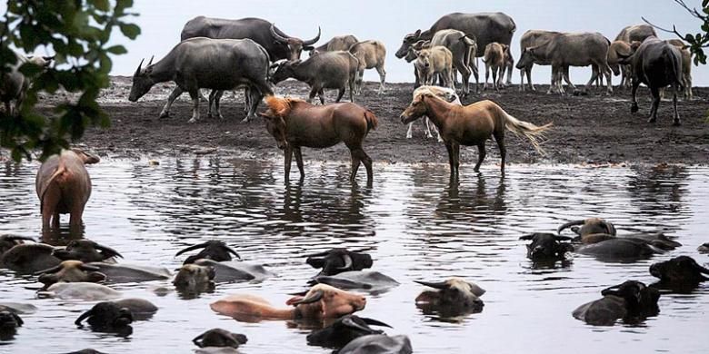 Kawasan Rawa Yang Menyimpan Air Dan Juga Hewan
