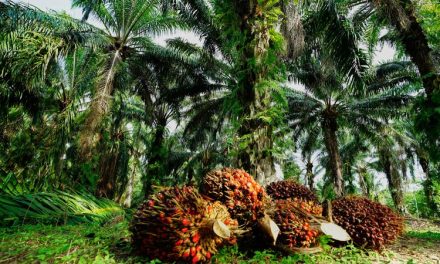 Pohon Minyak Atau Sawit Yang Memiliki Keuntungan Besar