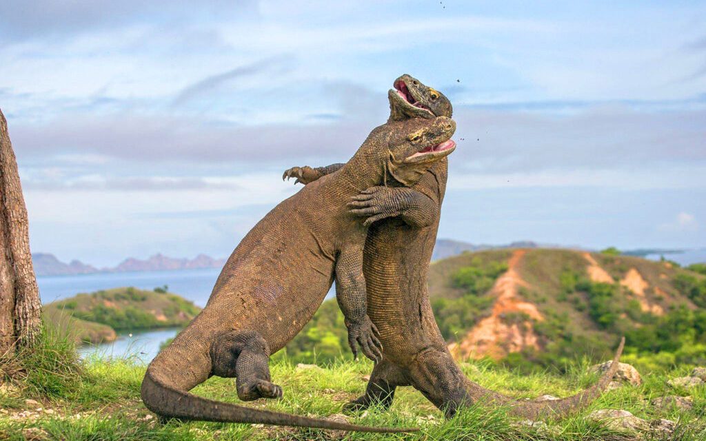 Hewan Langka Komodo Hanya Ada Di Indonesia