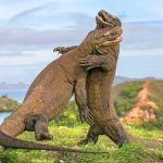 Hewan Langka Komodo Hanya Ada Di Indonesia