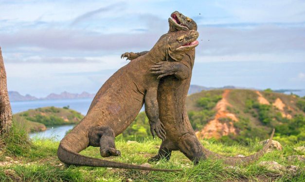 Hewan Langka Komodo Hanya Ada Di Indonesia