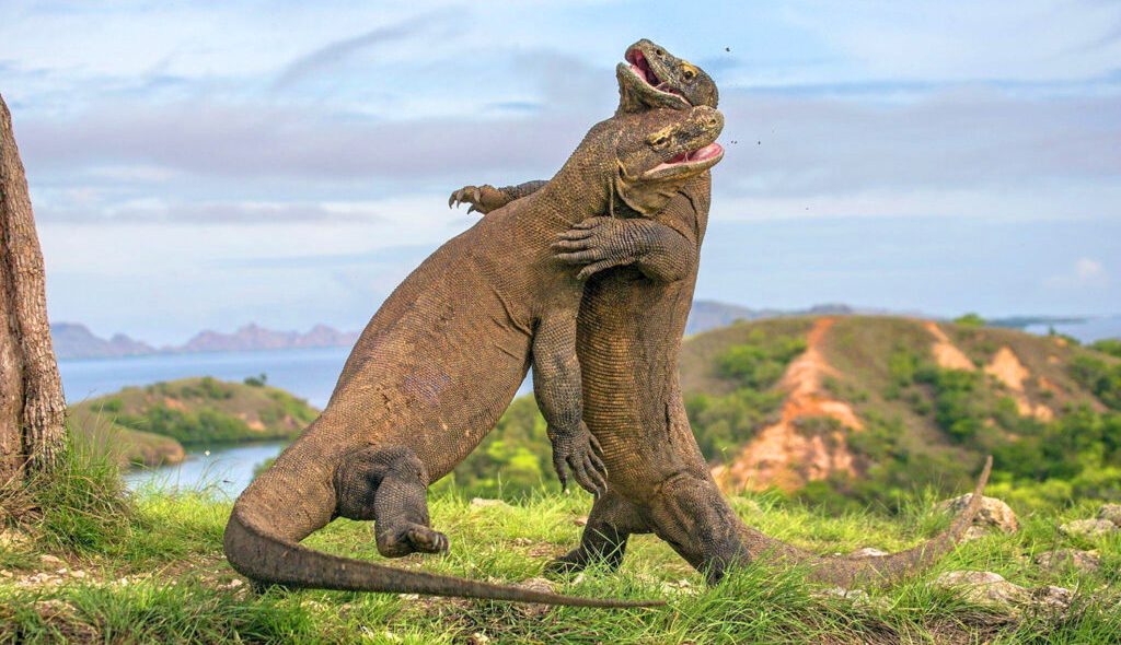 Hewan Langka Komodo Hanya Ada Di Indonesia