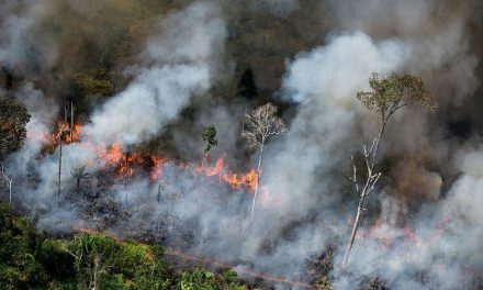 Kawasan Lingkungan Hutan Yang Mudah Terbakar