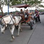 Keragaman Transportasi Unik Delman Dengan Kuda